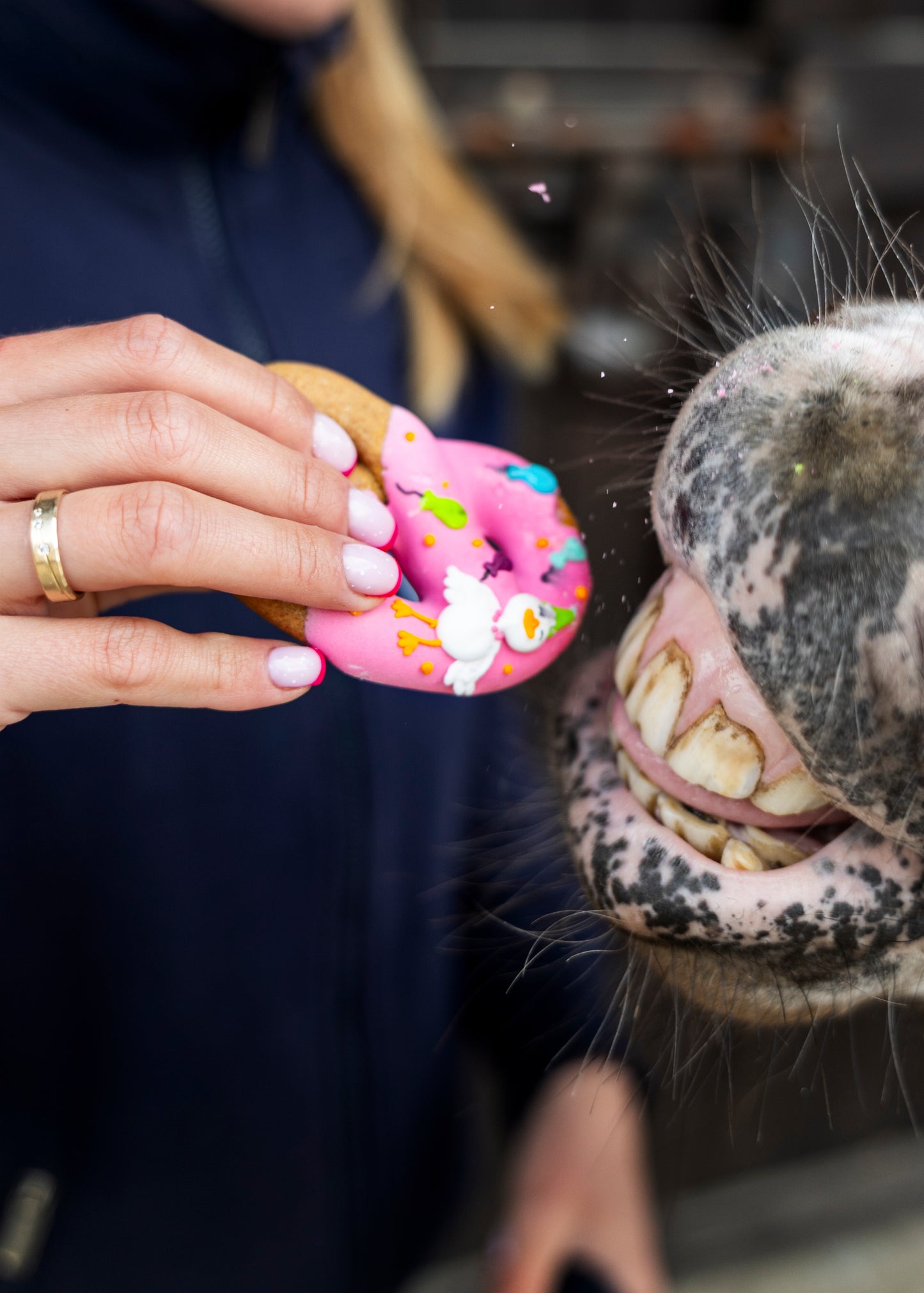 Pretzels with icing, STABLE PARTY COLLECTION
