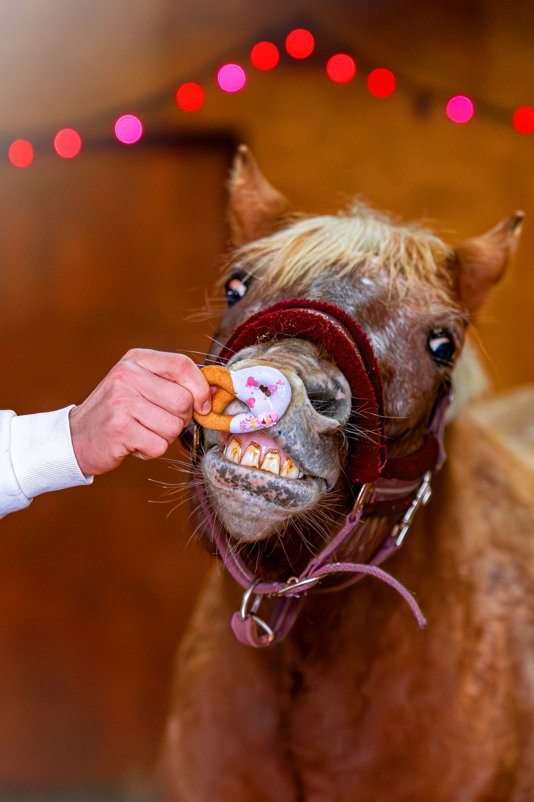 CANDY HORSE PRETZELS WITH ICING, THE VALENTINE'S DAY  COLLECTION