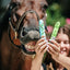 CANDY HORSE STICKS WITH ICING, JUNGLE COLLECTION