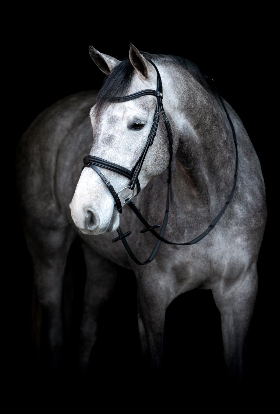HorseGuard Emi 24.2 bridle with combined noseband, XFULL