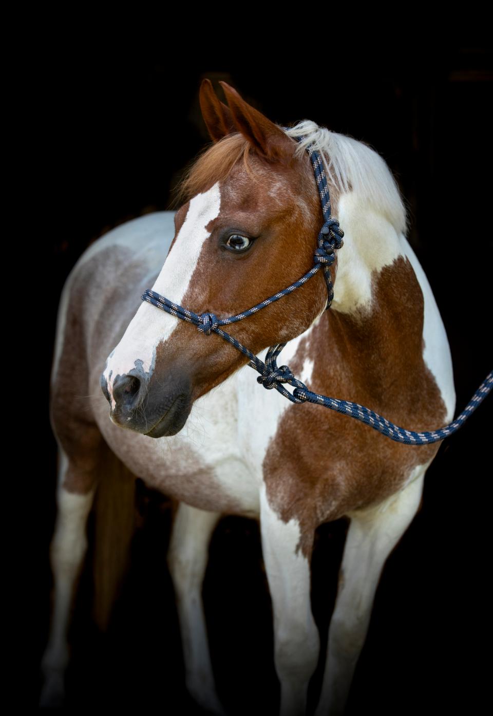 HorseGuard Rope halter with lead