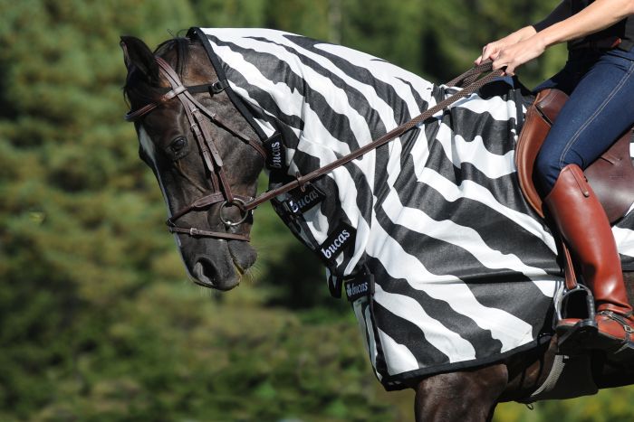 Bucas Buzz-Off Riding Zebra