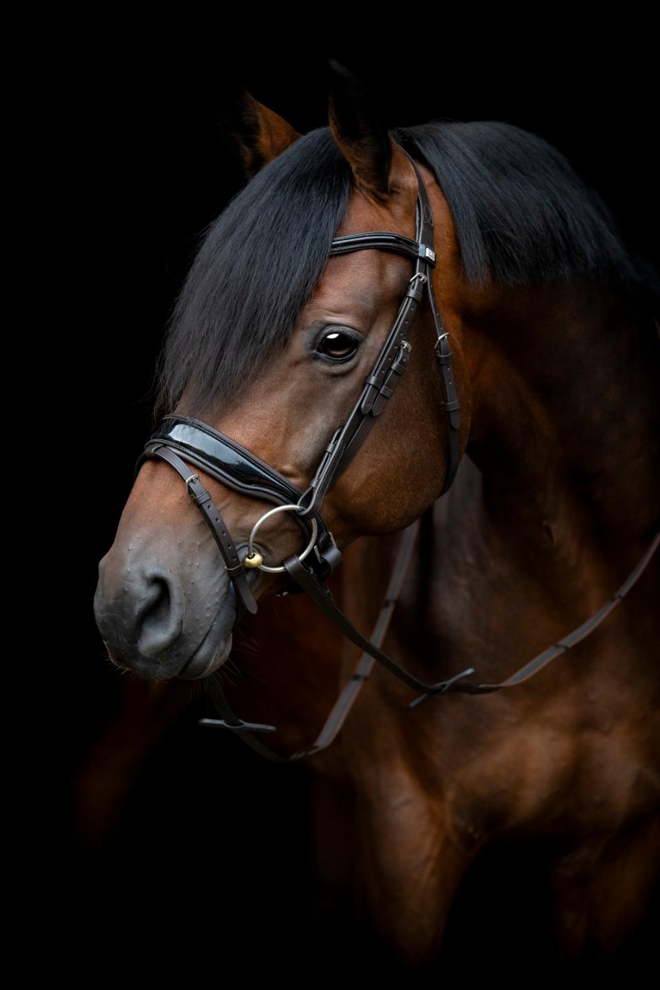 HorseGuard CRYLL 24.1 bridle with flash and pullback, brown, pony