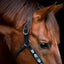CATAGO Vanamo leather halter, pearl pattern, COB