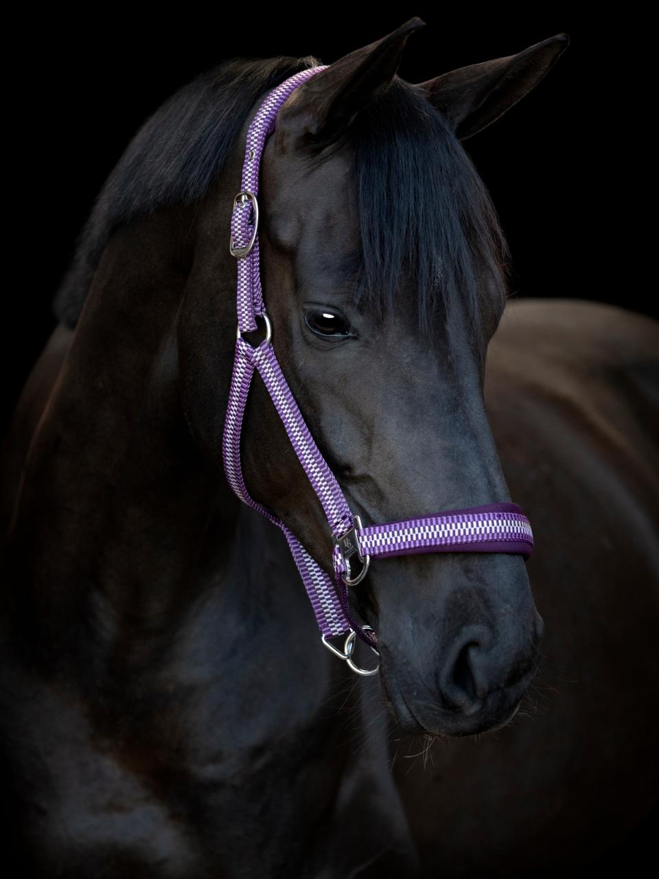 HorseGuard Cole halter, Italian Plum