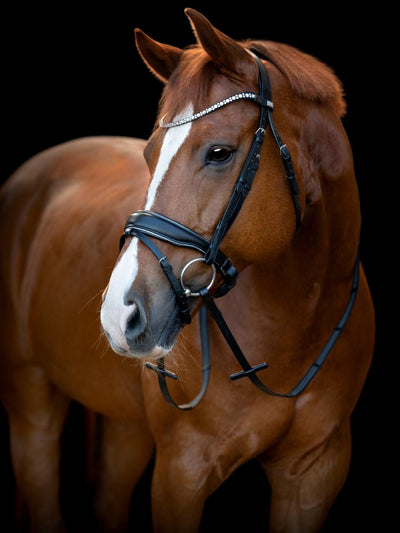 HorseGuard Cryll 25.1 bridle with pull-back and flash, Black, COB