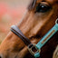 Horseware® Signature Competition Headcollar