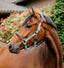 Horseware® Signature Competition Headcollar