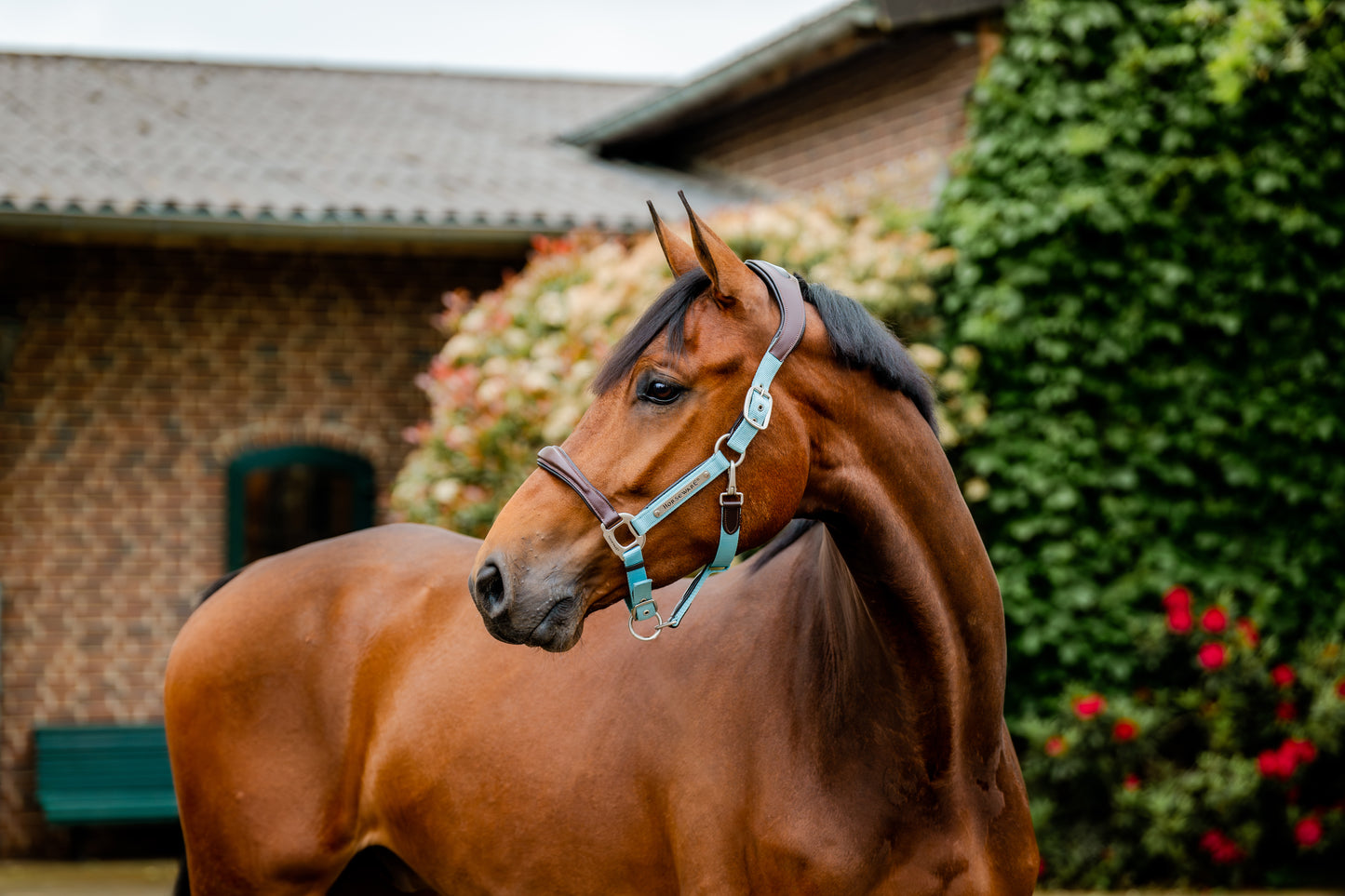 Horseware® Signature Competition Headcollar