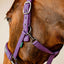 Amigo® Headcollar & Leadrope Set
