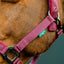 Amigo® Headcollar & Leadrope Set
