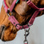 Amigo® Headcollar & Leadrope Set