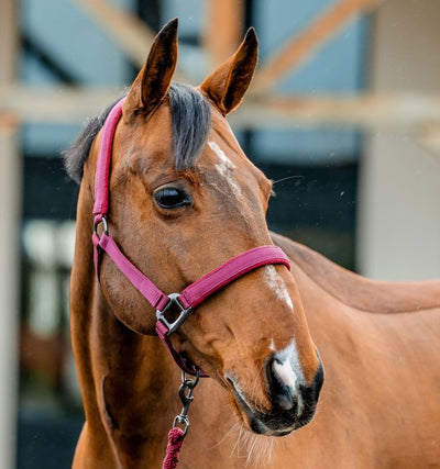 Amigo® Headcollar & Leadrope Set