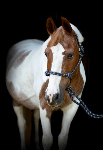HorseGuard Rope halter with lead
