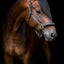 HorseGuard Maison halter, XFULL