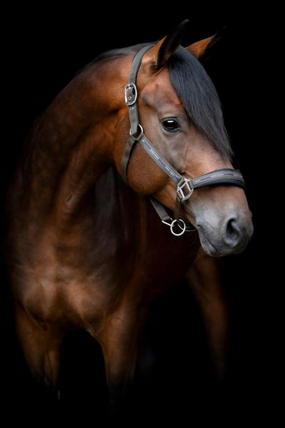 HorseGuard Maison halter, XFULL