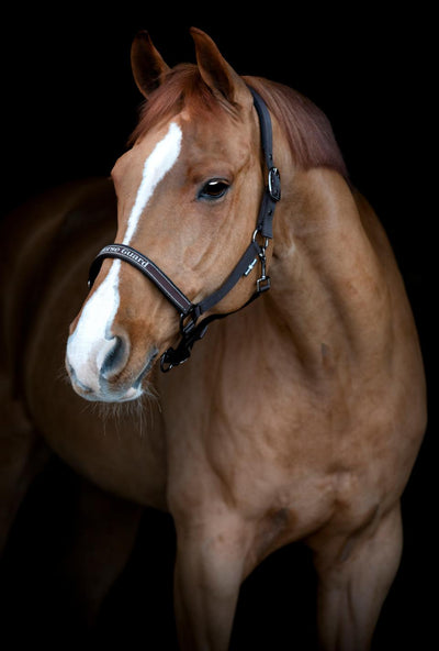 Horse Guard Sandra halter