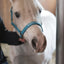 Horse Guard Malva halter "My Best Friend", Pony