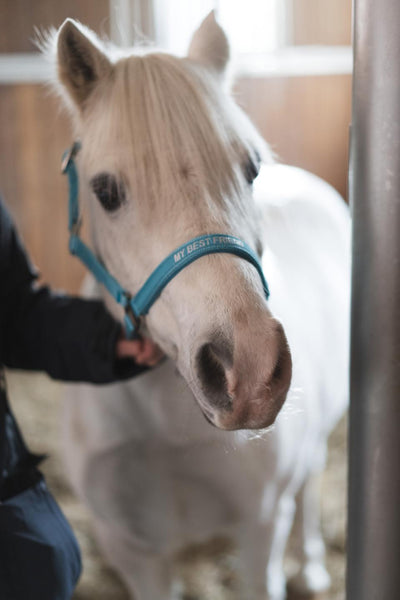 Horse Guard Malva halter "My Best Friend", Pony