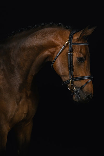 ORTEGA BRIDLE - BLACK, Full