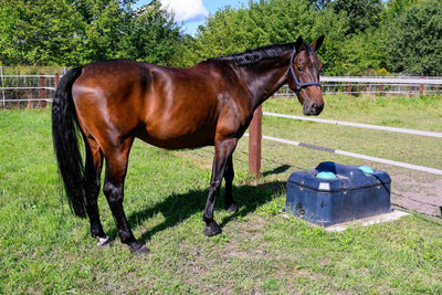 Duo thermal bowl (108.5 x 70 x 52.5 cm)