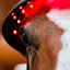 Horseware® LED Red Light Therapy Poll Cap