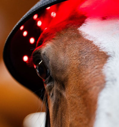 Horseware® LED Red Light Therapy Poll Cap