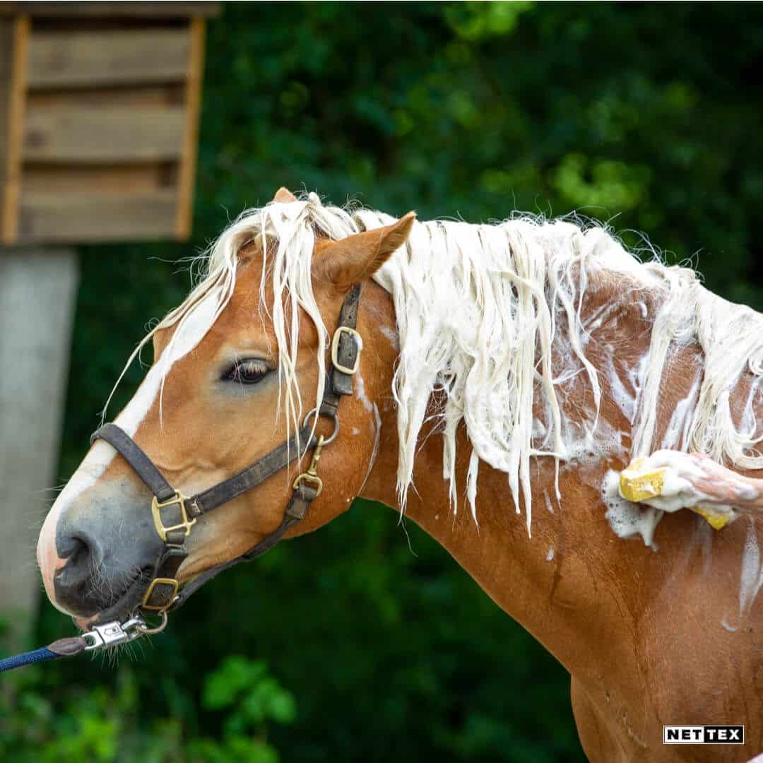 EVERYDAY CONDITIONING SHAMPOO - Three Horses SIA