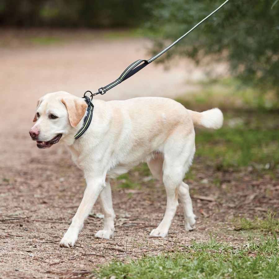 WEATHERBEETA REFLECTIVE DOG LEAD