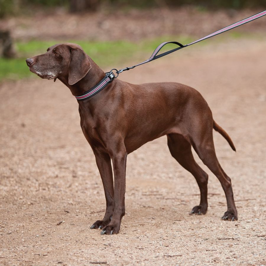 WEATHERBEETA REFLECTIVE DOG LEAD