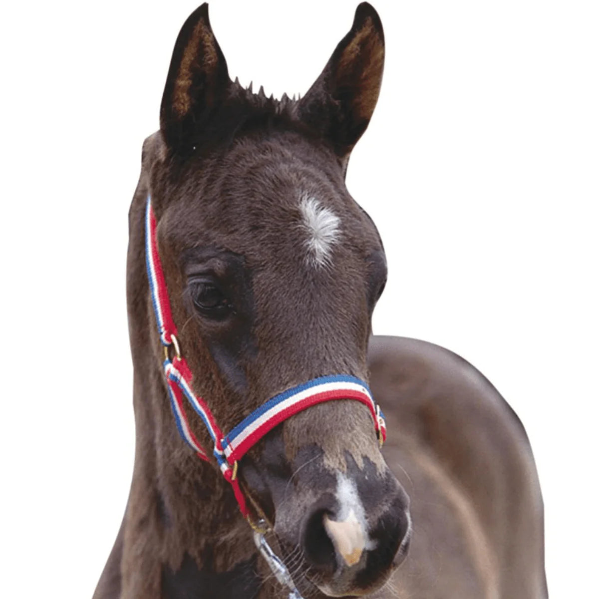 ROMA FOAL HEADCOLLAR - Three Horses SIA